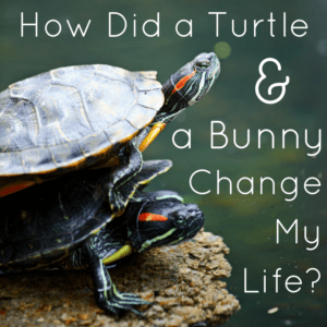 How Did a Turtle and a Bunny Change My Life? (and help HUNDREDS of other animals?)