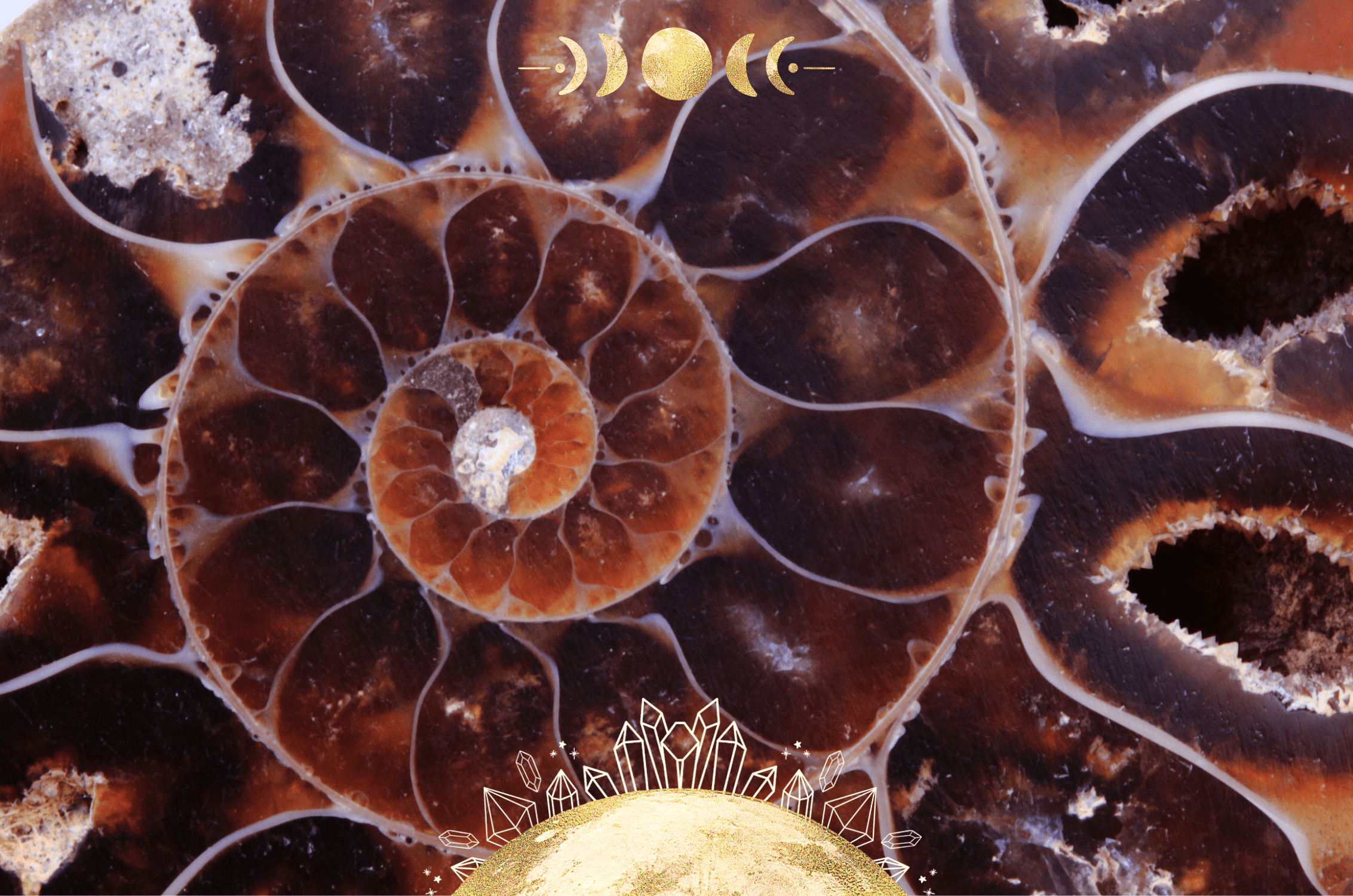 Healing Properties of Ammonite Fossil: A Crystal for Awareness & Ancestor Work