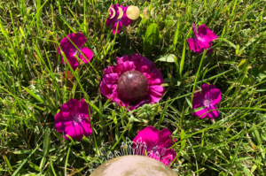 Photo of red aventurine on a pink flower in grass