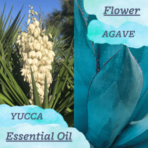 Turquoise flower and essential oil companions
