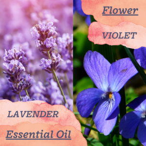 Vera cruz amethyst companion flower and essential oil