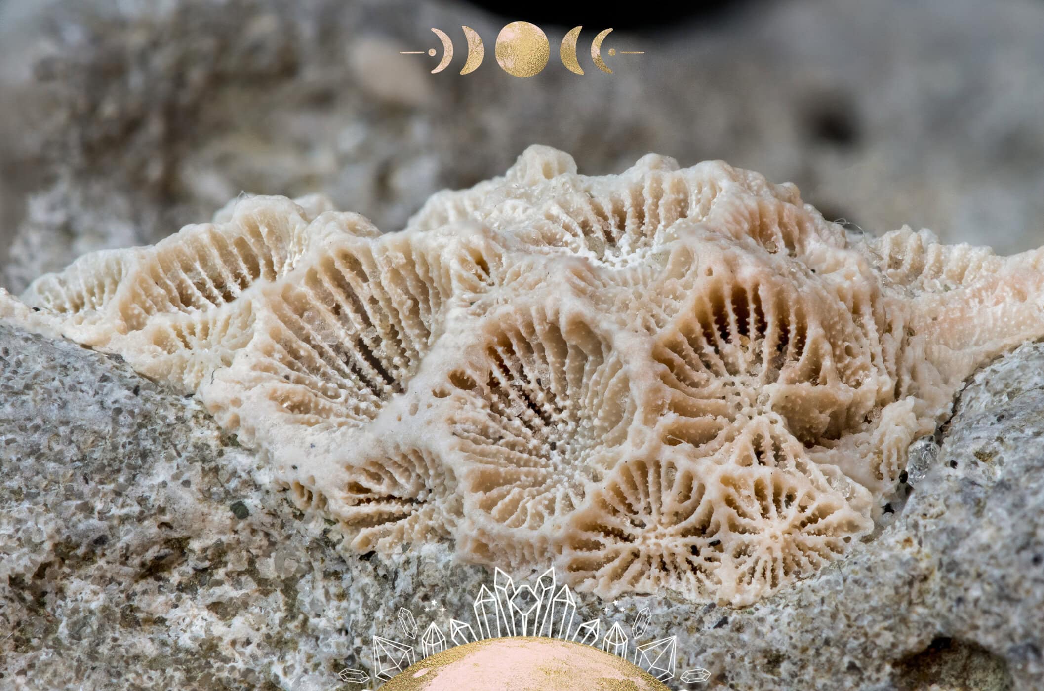 Fossils Stone Benefits