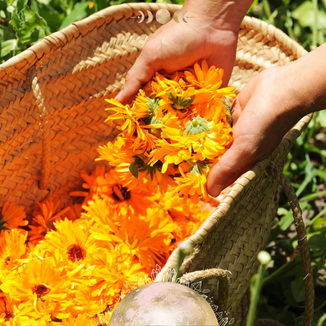 Calendula Salve Recipe | Simple DIY Kitchen Witchery!