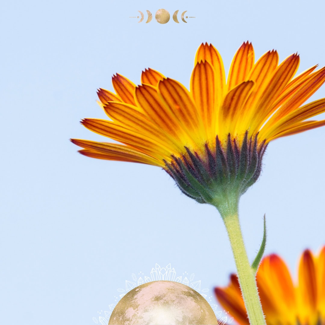 Calendula Salve Recipe | Simple DIY Kitchen Witchery!